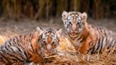 'Paw-sitively exciting': Ohio zoo welcomes twin Siberian tiger cubs