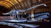 Natural History Museum named UK’s most-visited indoor attraction again