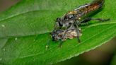 Family of flies native to Ontario has a potent neurotoxic bite and even eats birds