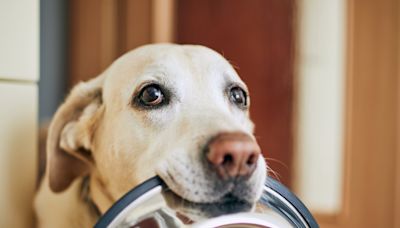 Veterinarias y pet shops: el nuevo truco para tener rebajas del 40% y ahorrar $20.000