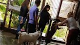 Refugio "Galleta corazón canino", en peligro de cierre; lucha por su supervivencia en Tenancingo | El Universal