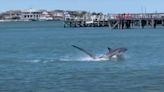 Ben Gravy Comes Face-to-Face With Massive Thresher Shark