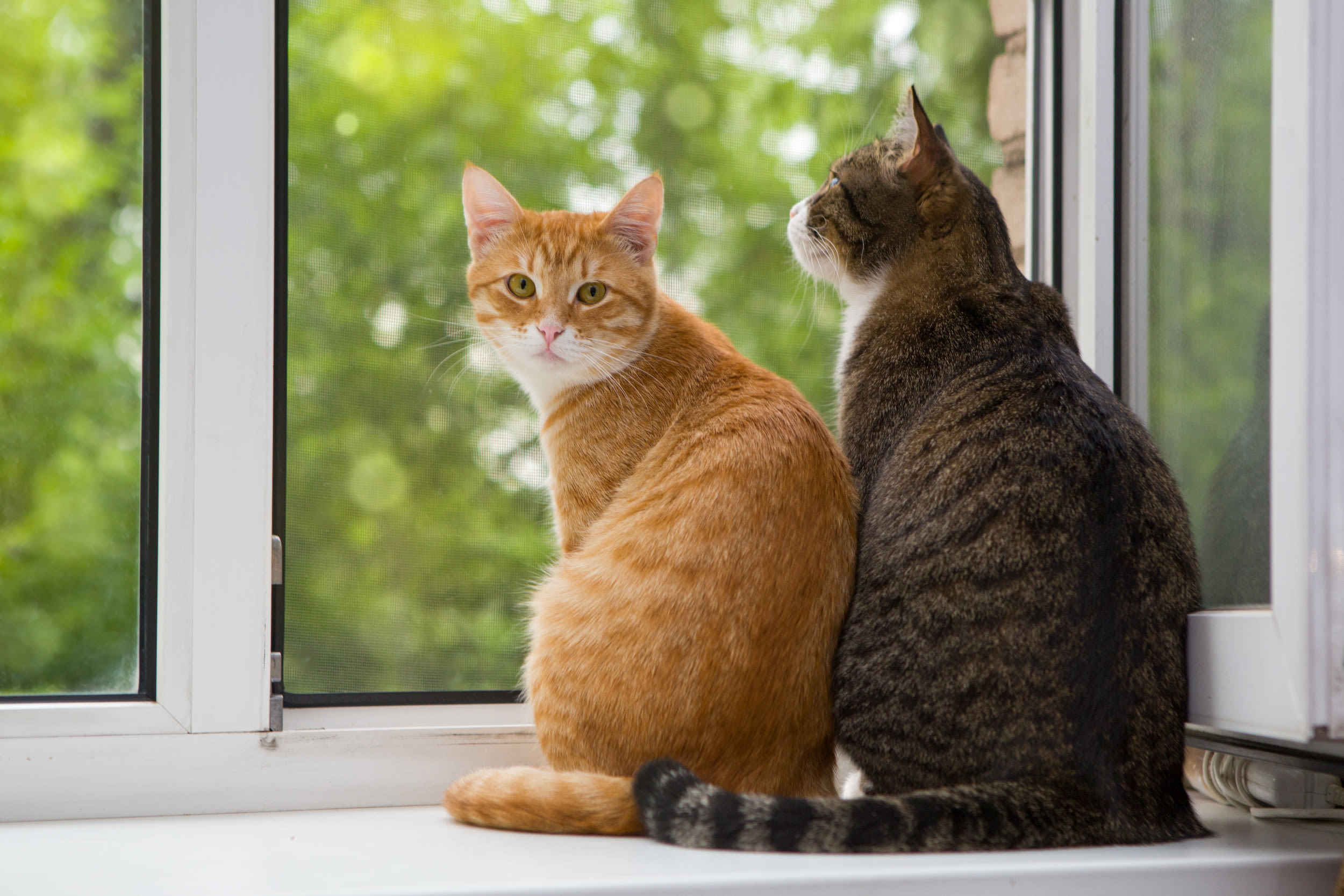 Two cats "holding tails" to 'Birds of a Feather' reshared by Billie Eilish