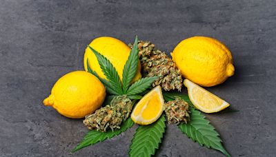 Lemony smoke-it: Citrus-scented weed may make you less paranoid, scientists report
