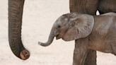 Omaha Zoo Celebrates Birth of African Grey Elephant Calf