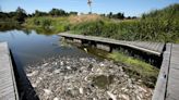 Germany and Poland search for cause of mass fish die-off in river Oder