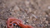 New snake species discovered in Saudi Arabia's AlUla