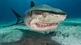 Cocaine sharks are 'off their heads' – and the jokes just keep on coming