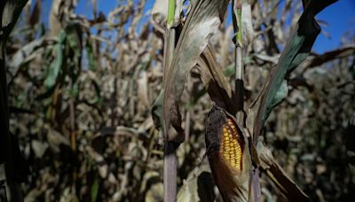 Estados Unidos redobla su defensa por el maíz transgénico: “Las pruebas aportadas por México para vetar este grano son irrelevantes”