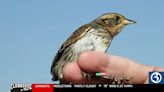 Bird found along the Connecticut shoreline faces extinction