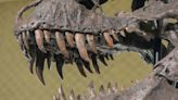 Tiranossauro Rex era esperto ou burro? Entenda a ‘treta’ entre cientistas (incluindo uma brasileira)