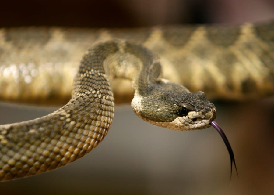 East Bay officials warn of rattlesnakes as warm weather returns