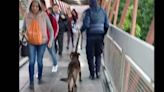 Perrito arma un 'relajo' en el Metro CDMX; interrumpe servicio en Línea B