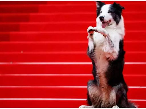 Cannes Film Festival 2024: Who is Messi, the dog that was the first celebrity to arrive on the red carpet?