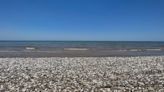 Thousands of dead fish washed ashore beaches along the Texas Gulf Coast. Here’s why.