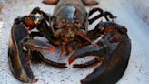 Climate change risk low to moderate for billion-dollar Nova Scotia lobster fishery, study says