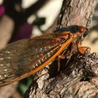 Illinois quick hits: 'Zombie' cicada fungus detected; State Fair rodeo tickets on sale