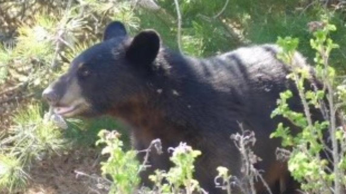 Black bear spotted in Scarborough neighborhood