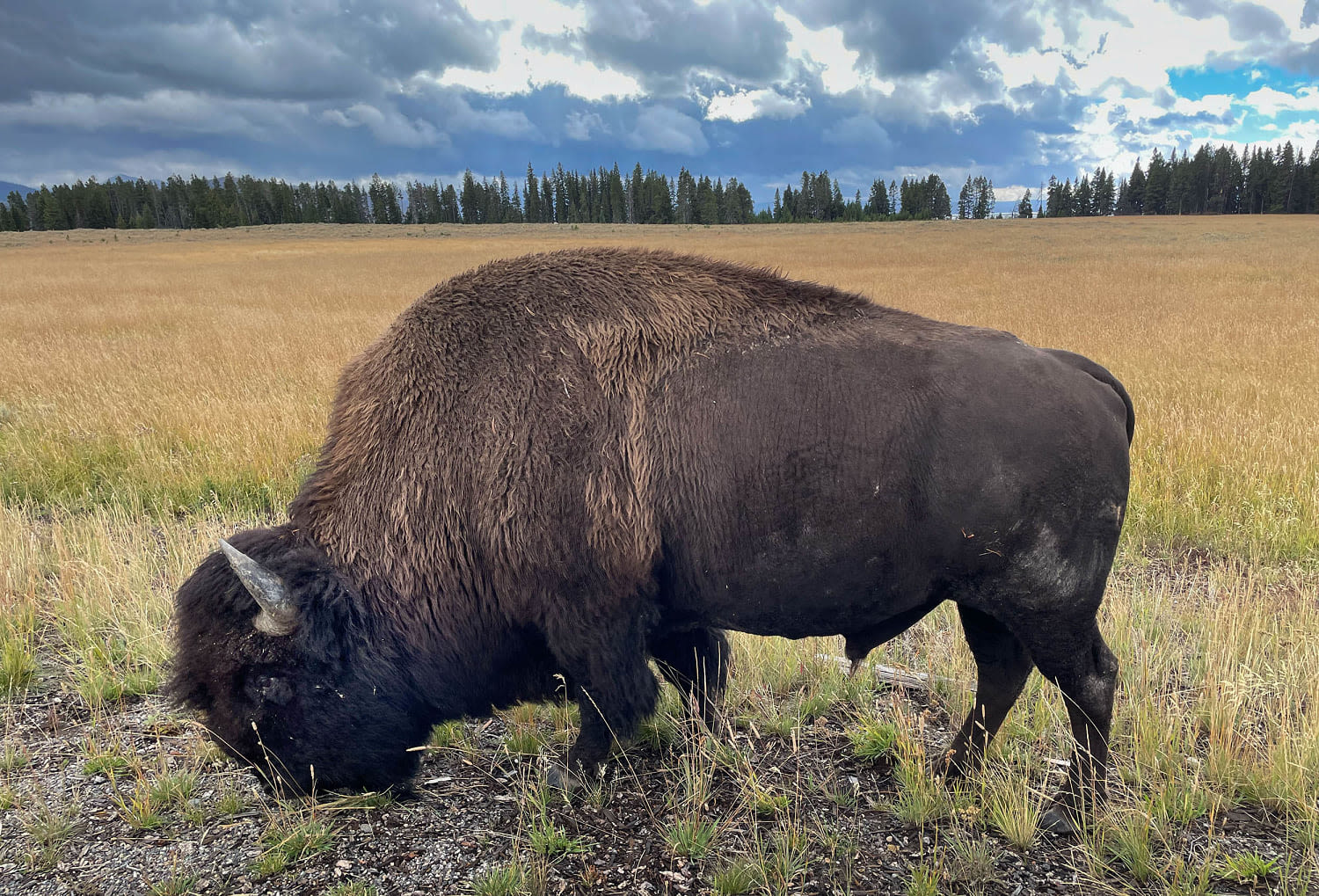 Woman, 83, seriously injured after bison gored her in Yellowstone National Park