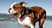 3. Cosmetic Surgery for a Bulldog