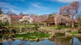 Subaru Cherry Blossom Festival offers jolly Japanese time in Philadelphia's Fairmount Park