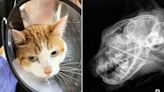 Portland Veterinarian ‘Thrilled’ After Saving Family’s Cat Who Swallowed Sewing Needle