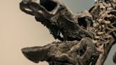 Stegosaurus Skeleton Nabs $44.6 Million At Historic Auction In New York City