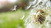 My neighbor has an unusual method for getting rid of dandelions but it works