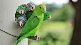 Why parrotlets adopt (or kill) their rivals' babies