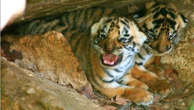 ‘Graduation’ after 60 kills: Rewilding rescued tigers at MP ‘school’