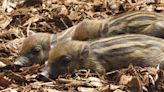 Rare stripey piglets born in breeding programme