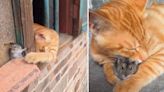 Gatito y ratón protagonizan clip viral y usuarios bromean: “Tom y Jerry en la vida real”