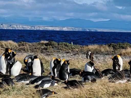 La historia de la Reserva Natural que protege al Pingüino Rey en Tierra del Fuego