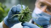 La DEA propone reevaluar la clasificación de la marihuana como droga menos peligrosa - La Opinión