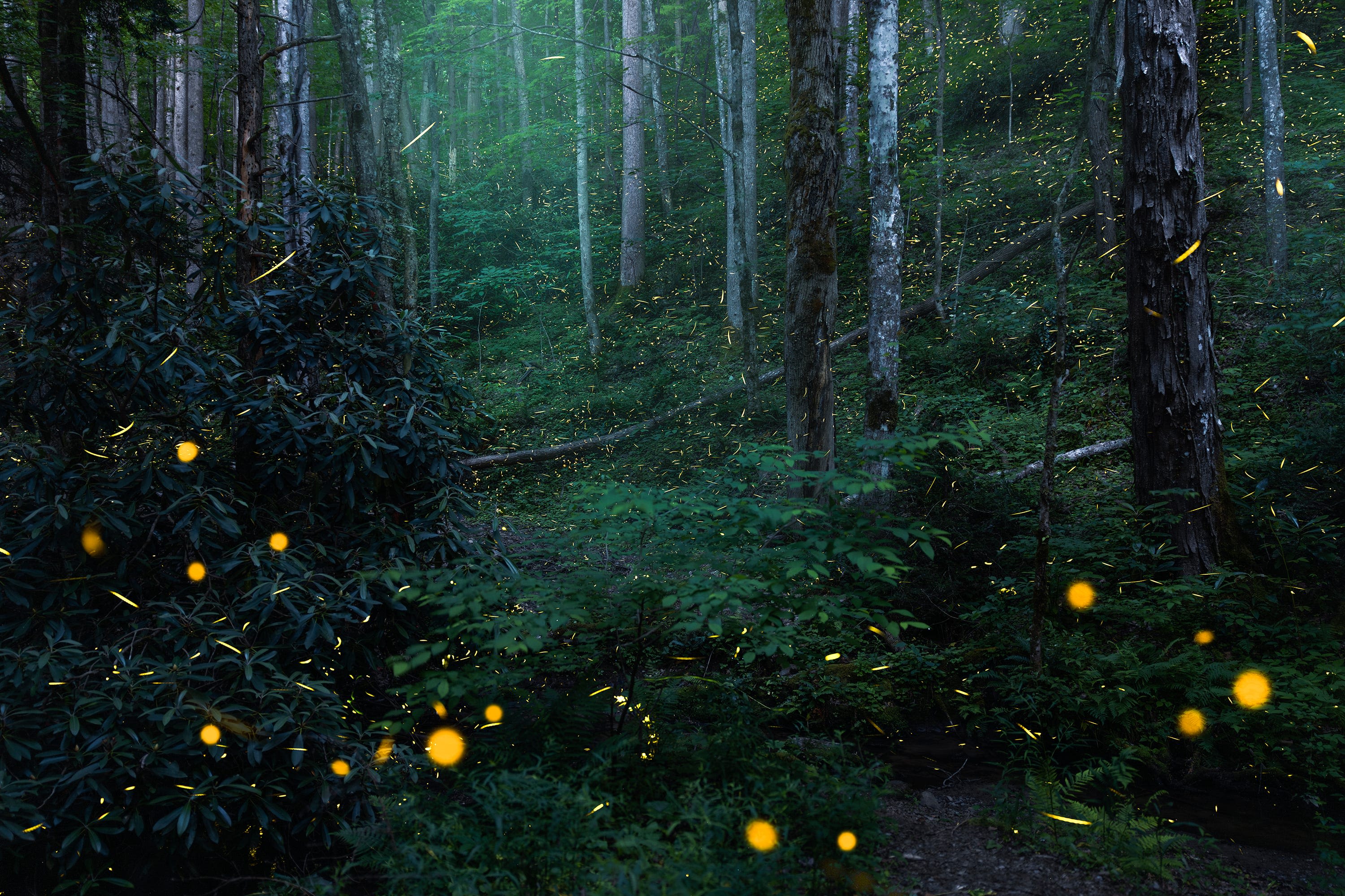 Word from the Smokies: Fireflies are surprisingly diverse