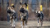 Six endangered African painted dog pups become newest additions to Oklahoma Zoo