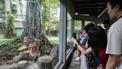 From pandas to camping: Zoo Negara’s deputy president explains why long queues persist and what’s driving its revival