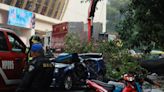 Árbol cae sobre coche en la Nápoles: mujer muere y su bebé sobrevive