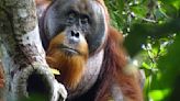 In a first, an orangutan is seen using a medicinal plant to treat injury