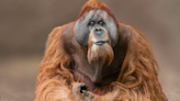 Indianapolis Zoo Celebrates Orangutan’s 46th Birthday