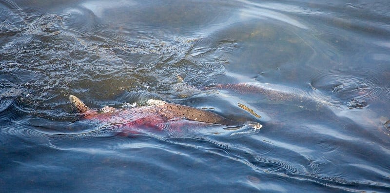 California river salmon fishing season closed for second year due to dramatic declines