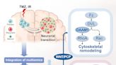 Study points to personalized treatment opportunities for glioblastoma