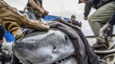 ‘Just a matter of time’ before great white sharks recorded in Ireland as scientists set to conduct search in our waters