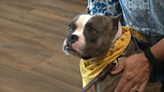 From Texas streets to Wisconsin hospitals: Therapy dog Petunia melts hearts
