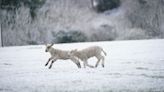 More snow and ice through the week as Arctic blast hits UK, Met Office says