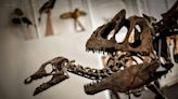 Dinosaurs might have been more cannibalistic than previously thought, study finds