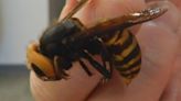No northern giant hornets found in 2022 in Washington state