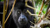 Semarnat asegura que la muerte de monos aulladores se ha detenido a causa de las lluvias