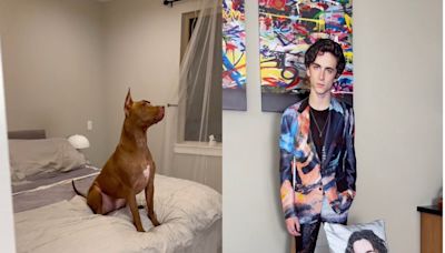 Dog ‘obsessed’ with Timothée Chalamet gifted shrine to the actor