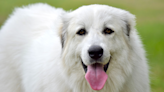Great Pyrenees 'Adopts' Baby Goat and It's Giving People the Feels